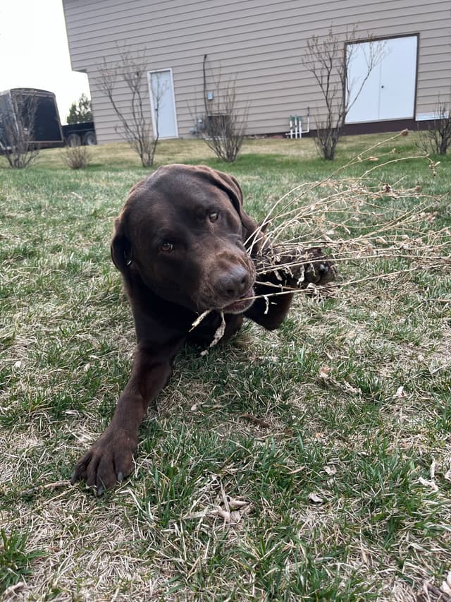 stick image